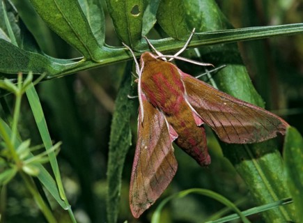 Deilephila Elpenor, medium wine swarmer, sphingidae, butterfly, elephant hawk moth, insects, large