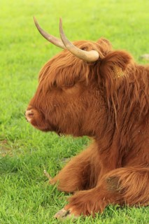 Side view of a Highland cow with a reddish-brown coat and horns in a green meadow, Highland cattle