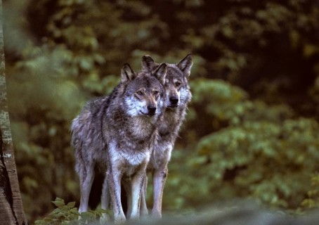 Canis lupus, carnivora, predators, wolves, mammals, raptors, mammals