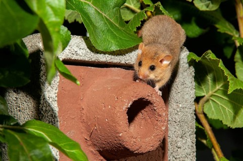 Hazel vole, Hazel dormouse, Muscardinus avellanarius, rodents, rodentia, bilche, dormice, dormouse,