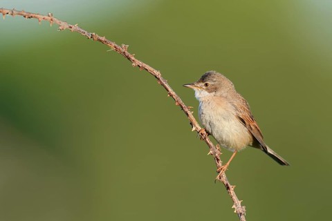 Common Whitethroat (Sylvia communis), North Holland, Netherlands