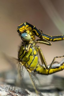 Gomphus pulchellus, western clubtail, western wedge, anisoptera, couple, damselflies, dragonflies,