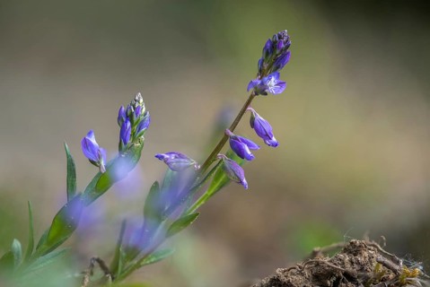 Common cruciferous, common cruciferous, cruciferous, cruciferous plant, polygala vulgaris,