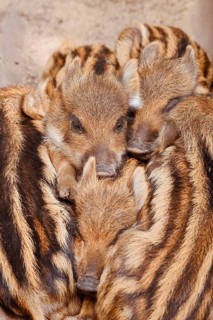 Wild boar (Sus scrofa), piglets huddled close together, North Rhine-Westphalia, Germany