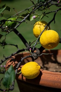 Lemons, blooming lemon tree in an old terracotta pot, Villa Poggio a Caiano garden, Poggio a