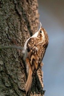 Certhia Familiaris, Treecreeper, Tree Runner, Birds, High Size, Portrait, Passeri, Songbirds, Birds