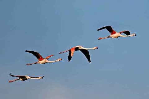 A flock of greater flamingos (Phoenicopterus roseus) in flight, Camargue Regional Nature Park,
