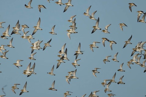 Golden plover (Pluvialis apricaria) adult wading birds in flight in a flock, Norfolk, England,