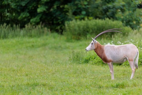 A Scimitar Oryx (Oryx dammah) stands in a green meadow on a cloudy day. Extinct in the wild.