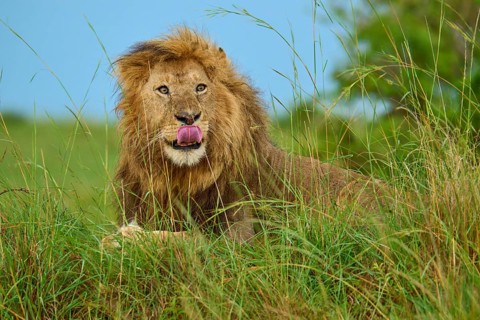 A lion lies in the tall grass on a safari in the wilderness, licking its lips, lion (Panthera leo),