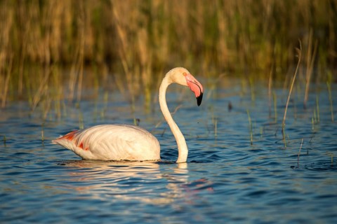 Afro-Asian Greater Flamingo, Eurasian Flamingo, European Flamingo, Granelli, Greater Flamingo,