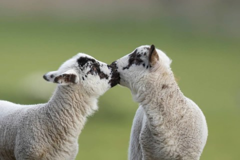 Domestic sheep (Ovis aries) two juvenile baby lambs farm animals kissing in a grass field in