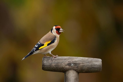 European goldfinch (Carduelis carduelis) adult bird on a garden fork handle, England, United