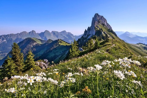 Spring in the mountains with narcissus anemones (Anemone narcissiflora) in the Fribourg Pre-Alps,