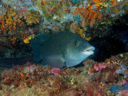 A black wrasse (Labrus merula) swims through a teeming reef, surrounded by marine life, at the Cap