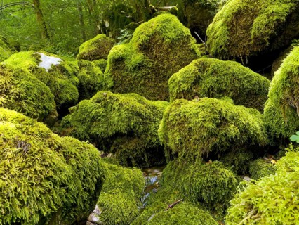 Mossy rocks, Soca, Triglav National Park, Slovenia