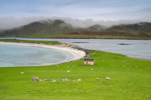 Sheep on green pasture above the sandy bay of Minn Beach, Mainland, Shetland Islands, Scotland,