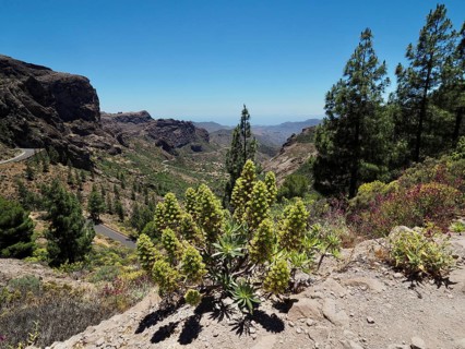 View of a dry mountain landscape with white viper's bugloss (Echium decaisnei) and Canary Island