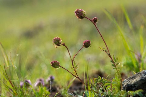 Small meadow button, pimpernell, pimpinelle, rosaceae, rose family, sanguisorba minor, burnet,