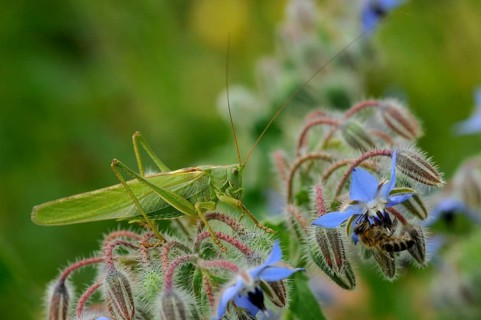 Grasshoppers, Great Green Bush Cricket, Big Hayhorse, Hayhorse, Deciduous Locusts, Singhoppers,