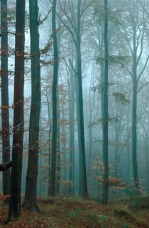 Germany, Greiz, Greiz-Werdauer-Wald, Thuringia, Atmosphere, Autumn, Beech Forest, Haze, Autumn,