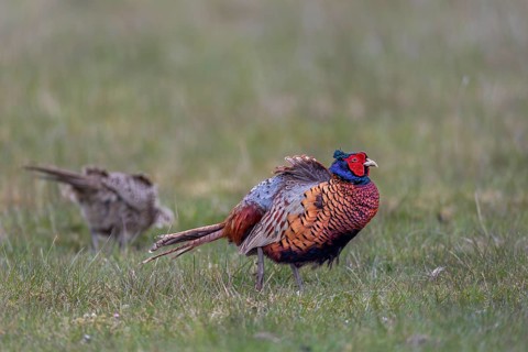 The pheasant cock (Phasianus colchicus) calmly accompanies the hen as she forages, courtship,
