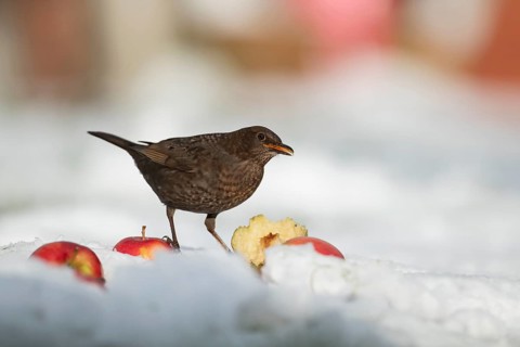 European blackbird (Turdus merula) adult female bird feeding on fruit on a snow covered garden lawn