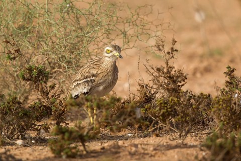 Eurasian Stone-curlew (Burhinus oedicnemus), Morocco