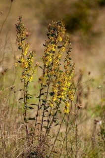 Asteraceae, Brandenburg, real goldenrod, European goldenrod, Germany, common goldenrod, daisy, Nabu