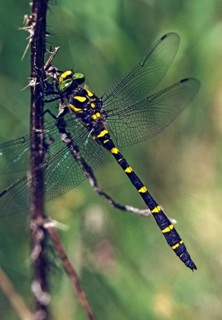Cordulegaster bidentata, striped spring maiden, sombre golden ring, anisoptera, damselflies,