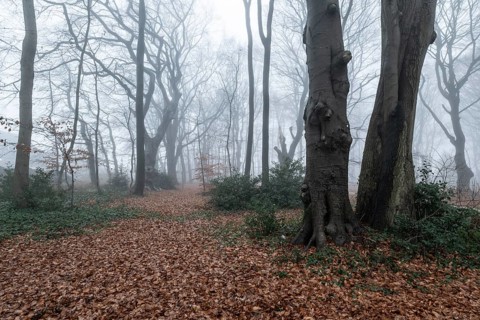 Beech forest (Fagus sylvatica) in the fog, Emsland, Lower Saxony, Germany