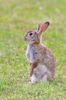 Wild rabbit (Oryctolagus cuniculus), sitting in a meadow, making mate, erect, fully grown, alert,