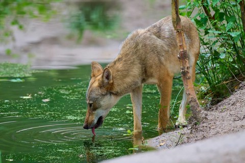A wolf drinks calmly from a green forest lake, summer, wolf (Canis lupus), Germany