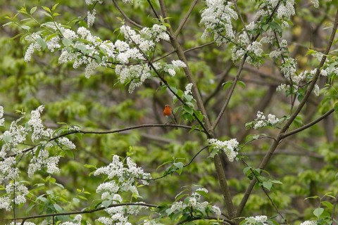 Robin (Erithacus rubecula) sitting on a branch of a common European Bird Cherry (Prunus padus),