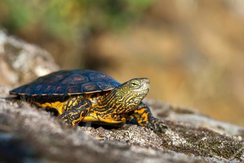 Mauremys leprose, Moorish brook turtle, Spanish water turtle, Spanish terrapin, critters,