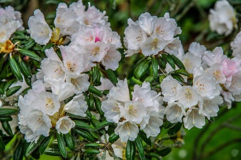 Rhododendron flower (Rhododendron Yakusimanum) in Ystad, Skåne county, Sweden, Scandinavia