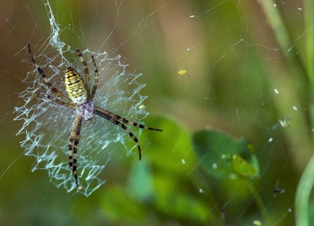 Argiope brünnichi, arachnids, tiger spider, wasp spider, arthropod, leo, spiders, wasp spider,