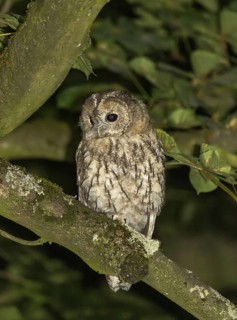 Tawny owl (Strix aluco), Westend Nord, Frankfurt am Main, Hesse, Germany