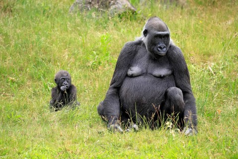 Western gorilla (Gorilla gorilla), adult, female, mother, young, sitting, eating, meadow