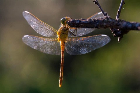 Southern Darter, Sympetrum Meridional, Southern Heidelibel, Anisoptera, Damselflies, Dragonflies,