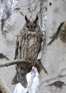 Asio otus, long-eared owl, long-eared owl, birds, cat owl, owls, high size, portrait format, leo,