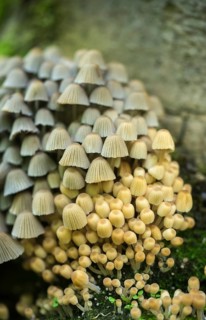 Coprinellus disseminatus, Coprinus disseminatus, sown tintling, fairy inkcap, fungi, fungus, high
