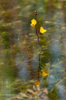 Fatweed plants, large water hose, large bladderwort, lentibulariaceae, southern water hose,