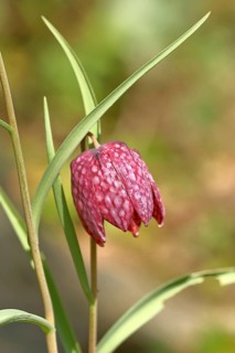 Snake's Head Fritillary (Fritillaria meleagris), single flower in a meadow, close-up,