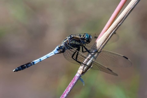 Eastern blue arrow, orthetrum albistylum, white-tailed skimmer, anisoptera, damselflies,