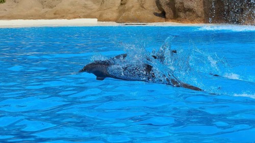 A dolphin swims fast through the water and leaves a trail of splashing water, dolphin, dolphin