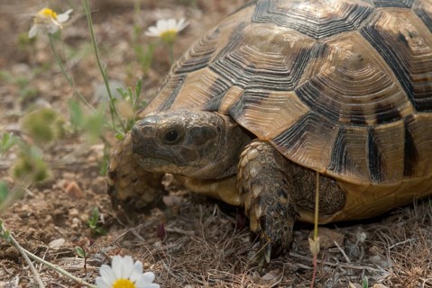 Greek tortoise, Moorish tortoise, track-thighed tortoise, testudo graeca, Bulgaria, critters,