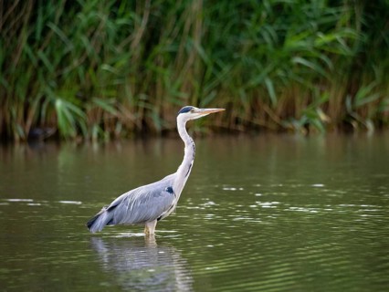 A gray heron stands in a body of water, Ümminger See, Bochum, Ruhrpott, North Rhine-Westphalia,