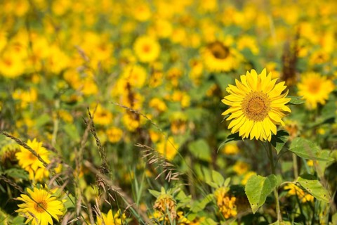 Asteraceae, annual sunflower, common sunflower, helianthus annuus, daisy, common sunflower, flora,