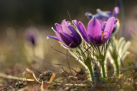 Spring cowbell, common cowbell, buttercup family, cowbell, purple cowbell, spring